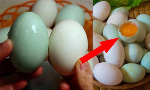 Đừng vội mua trứng vịt nếu chưa biết điều này về màu vỏ, trắng hay xanh mới tốt?