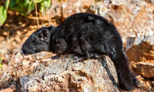 Phát hiện 'báu vật sống' tưởng đã tuyệt chủng 11 triệu năm tại Việt Nam, gây chấn động giới khoa học