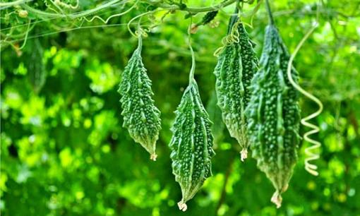 Loại quả chỉ 10.000 đồng/kg, được ví như 'thuốc bổ tự nhiên', giàu vitamin C gấp 14 lần dưa chuột