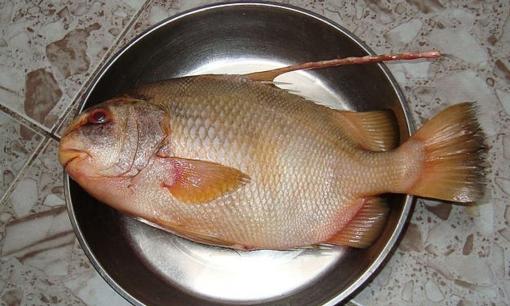 4 loại cá khó nuôi, thịt bổ không tanh, nhà giàu săn lùng từng con: Đi chợ gặp nhớ mua ngay!