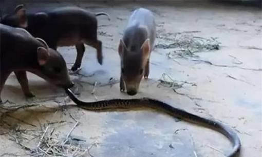 Rắn độc đáng sợ với mọi loài, nhưng vì sao không giết được lợn?