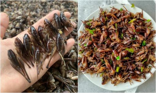 'Lộc trời' bám chi chít trên thân cây, xưa không ai động đến nay người dân thi nhau bắt về bán, giá 400.000 đồng/kg, thành đặc sản thành phố