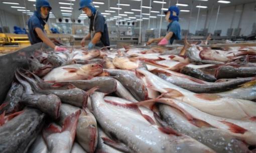 Loại cá được cả thế giới tranh nhau nuôi nhưng chỉ Việt Nam tạo nên ngành công nghiệp tỷ đô từ 'mỏ vàng' này