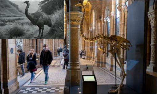 Hồi sinh loài chim khổng lồ không biết bay?