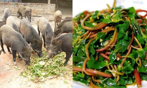Loại rau mọc dại xưa dùng cho lợn ăn nay thành đặc sản, bán 200.000 đồng/kg