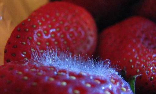 5 loại thực phẩm này khi mốc cực độc, đặc biệt vào mùa hè, nhà nào có thì vứt ngay!