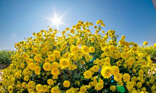 Loại hoa 'tiến vua' giúp anh nông dân Hưng Yên đổi đời: Vàng rực cả góc trời, là loại dược liệu quý có mùi thơm như nước hoa