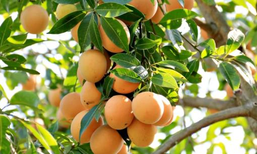 'Lộc trời' nấu canh chua ngon hơn sấu, trồng một cây cả họ ăn không hết, giá 50.000 đồng/kg