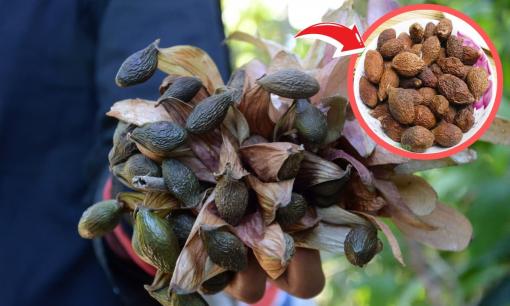 Loại quả hiếm có 4 năm mới chín một lần, người dân gom nhặt bỏ túi nửa triệu đồng/kg