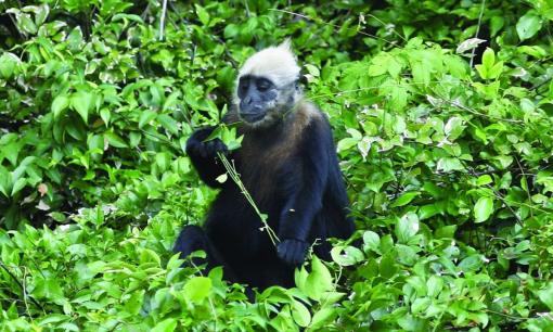 Loài vật quý hiếm chỉ còn tồn tại ở Việt Nam: Nguy cơ tuyệt chủng số 1 hành tinh, hiện còn khoảng 90 cá thể