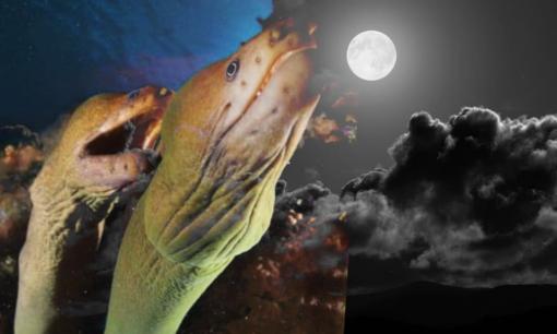 Người xưa cảnh báo: 'Dù nghèo đến đâu cũng không nên ăn lươn trông trăng', sự thực là gì?