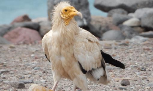 Loài vật quý hiếm bậc nhất thế giới, bất ngờ 'tái xuất' dù đã tuyệt chủng 153 năm 