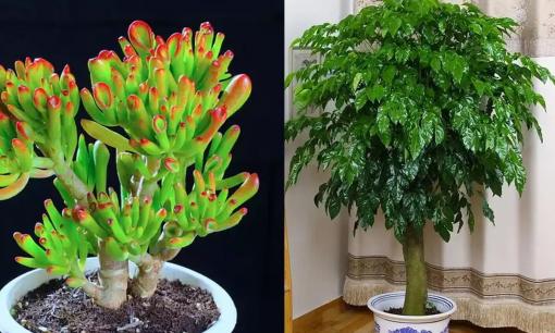 Trồng 3 loại 'hoa may mắn' này trong nhà sẽ mang đầy hương vị tiền bạc, ngụ ý rằng phú quý sắp đến