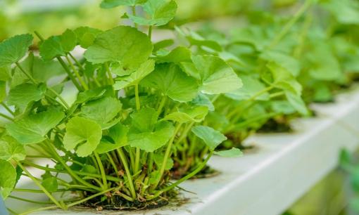 Loại rau dân dã, quen thuộc ở Việt Nam, đi chợ nếu thấy nhớ mua ngay: Chống rụng và kích thích mọc tóc con cực tốt, chỉ 15.000 đồng/kg