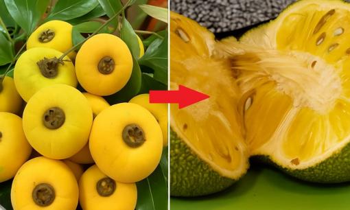 Người xưa có câu: 'Khi thị đã chín, tuyệt đối đừng mua mít', vì sao lại nói như vậy?