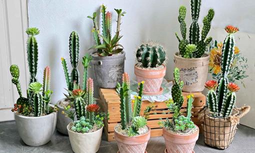 4 loại hoa 'phá tài', người giàu vứt bỏ nhưng người nghèo rất thích trồng, bảo sao vận không đổi, nghèo vẫn hoàn nghèo