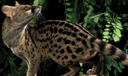 Loài động vật có khả năng giao phối liên tục tới 8 tiếng đồng hồ khiến giới khoa học sửng sốt