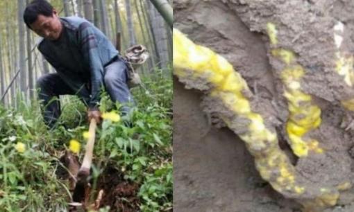 Người đàn ông 'đổi đời' trong lúc cuốc đất tìm măng, đào được 'kho báu' quý hơn vàng trị giá hàng tỷ đồng