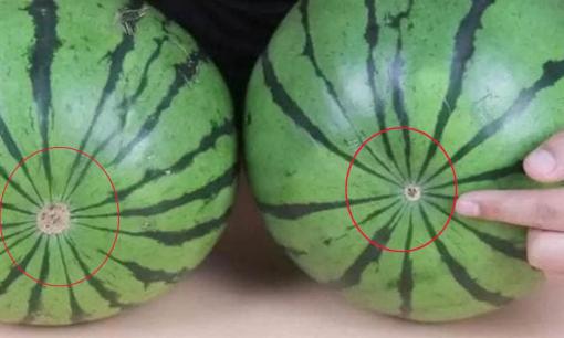 Đừng phí công gõ dưa nữa, 4 điểm này mới quyết định độ ngọt và mọng nước