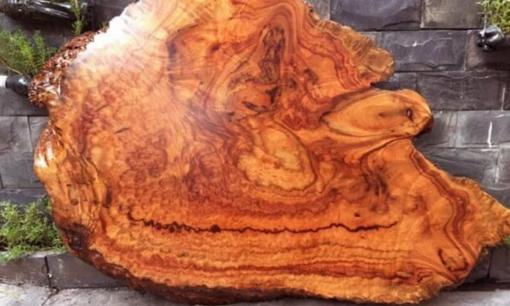 Loại gỗ 'đắt hơn cả vàng' được Trung Quốc ráo riết săn lùng, ở Việt Nam chỉ còn 8 cây ngoài tự nhiên