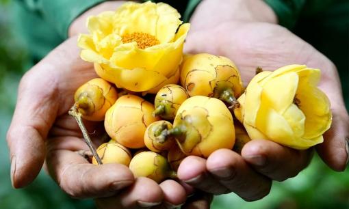 Loại cây 'đẻ ra vàng' được Trung Quốc coi như 'thần dược', lùng mua ráo riết giá tới 15 triệu/kg