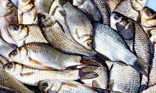 Không phải cá chép, đây mới là 3 loại cá nước ngọt 'đại bổ' vào mùa hè: Giá rẻ, vừa ngon lại mát, phòng đủ thứ bệnh