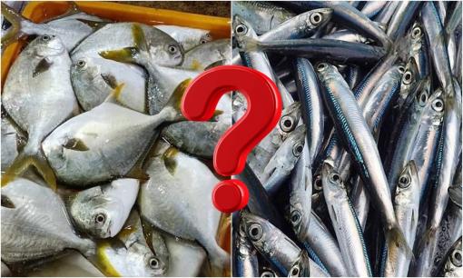 Ăn loại nào tốt hơn cá lớn hay cá nhỏ? Bộ phận này của cá cực tốt nhưng hay bị vứt bỏ