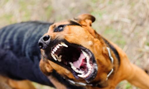 Khi bị chó tấn công bất ngờ, nên đánh vào bộ phận nào trên cơ thể chúng để thoát hiểm nhanh nhất?