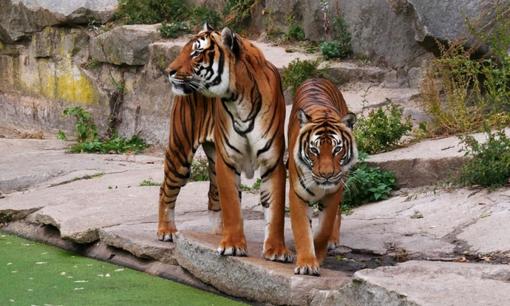 Loài vật quý hiếm bậc nhất hành tinh: Chỉ còn chưa đến 150 cá thể trong tự nhiên