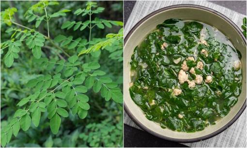 Cây này thường bị nhầm là rau ngót, canxi gấp 4 lần sữa, nấu thành canh cực ngon và bổ