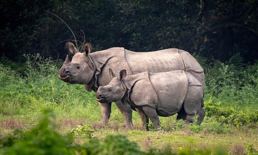 Loài động vật quý hiếm bậc nhất thế giới, hiện chỉ còn chưa đến 80 cá thể