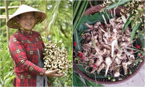 Nông dân An Giang 'hái lộc' từ loại cây mọc dại: Chẳng cần chăm vẫn tươi tốt, vừa bán ra tiền, vừa là món ăn bổ, vị thuốc quý