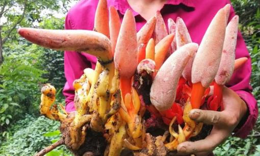 Việt Nam có 1 thần dược 'quý hơn vàng' mọc ở rừng sâu, chỉ xuất hiện trong vài tháng ngắn ngủi, bán tới 2 triệu đồng/kg