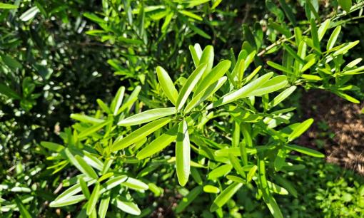 Loại cây được mệnh danh 'vua giải độc gan', giúp điều hòa nội tiết tố, trồng một cây, hút may mắn, tài lộc