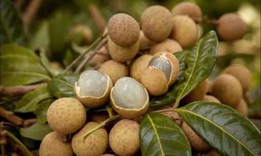 Mẹo bảo quản nhãn, để cả tuần vẫn tươi ngon, mọng nước như vừa hái