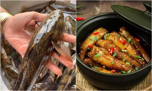 4 loại cá khó nuôi nhân tạo, thịt bổ không tanh, giới nhà giàu thi nhau săn lùng từng con