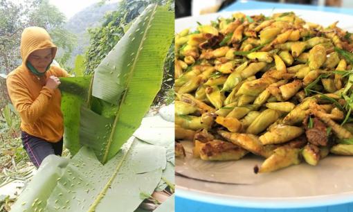 Loại động vật bu dày đặc tàu lá chuối, làm nên món ngon của cả làng ở Gia Lai