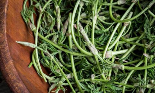 Loại rau đắt bậc nhất thế giới, từng bị vứt bỏ, nay có giá 39 triệu đồng/kg, chỉ được hái trong 14 ngày