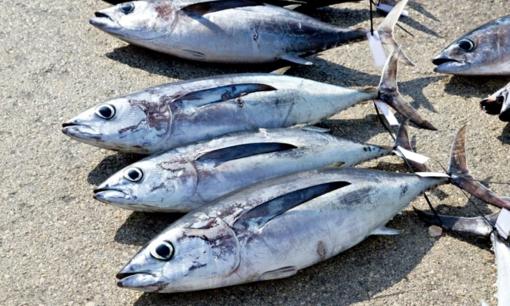 Chuyên gia cảnh báo: 2 loại cá không nên ăn nhiều kẻo nạp toàn thuốc kháng sinh, kim loại nặng vào người