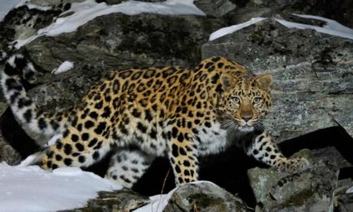 Loài vật quý hiếm, mỗi cá thể có một đặc điểm độc nhất vô nhị: Còn chưa đến 100 con trong tự nhiên