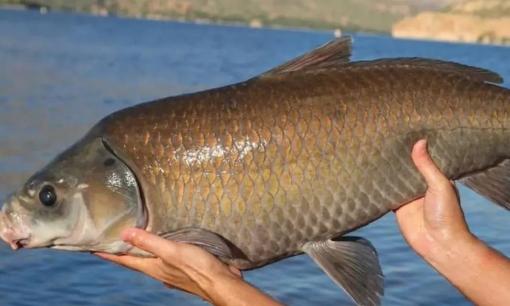 Loài cá nước ngọt sống lâu nhất: có thể sống hơn 100 năm, thậm chí càng già càng khỏe hơn 