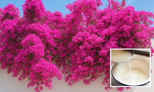 Từ nay tới Tết cứ tưới hoa giấy với nước này đúng 1 lần, hoa nở đúng dịp, đỏ rực cả giàn, lá xanh tươi mướt mắt