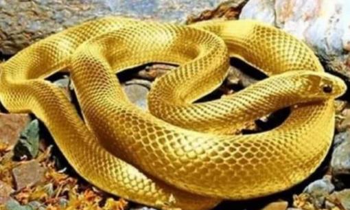 Tháng cô hồn, rắn và bướm vào nhà là điềm lành hay dữ? 