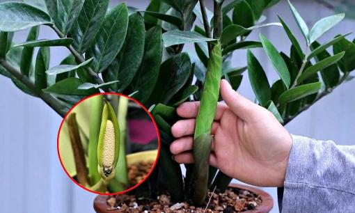 Người mang hai mệnh này đại kỵ trồng cây kim tiền trong nhà, nếu không muốn 'tán gia bại sản'