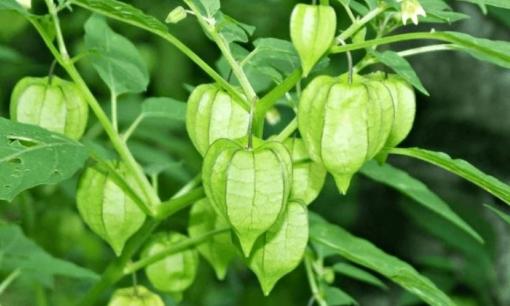 Loại quả được ví là 'thần dược' ở Nhật Bản lại mọc dại đầy Việt Nam, nhiều người quen tay nhổ bỏ