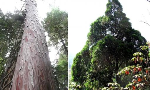 Loại gỗ quý hiếm bậc nhất thế giới, chỉ 2 quốc gia sở hữu: Ở Việt Nam nhiều gấp 1.000 lần nơi còn lại