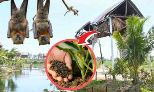 Nuôi loài vật có vẻ ngoài nhìn 'rợn tóc gáy', treo ngược cơ thể khi ngủ, nhiều nông dân hái tiền triệu, làm giàu trong một đêm