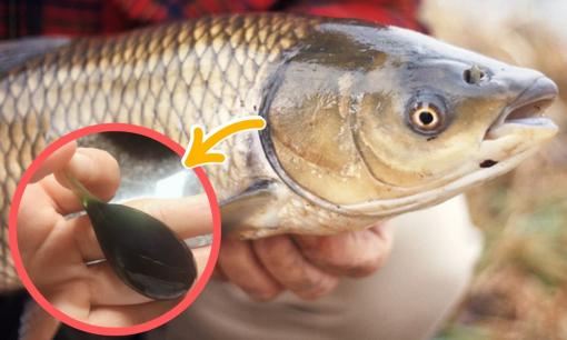 Cảnh Báo: 5 bộ phận của cá tuyệt đối không nên ăn, độc ngang thạch tín, số 1 nhiều người tưởng bổ, coi chừng 'rước họa vào thân'