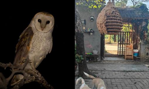 Thấy 5 loài vật này quanh nhà chớ nên vội mừng, có thể là 'sứ giả' của điềm xui!