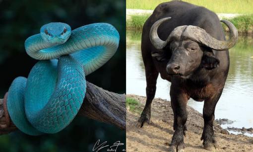 Tử vi ngày 24/8/2025 của 12 con giáp: Tuổi Sửu công thành danh toại, Tỵ cẩn thận hỏng việc lớn